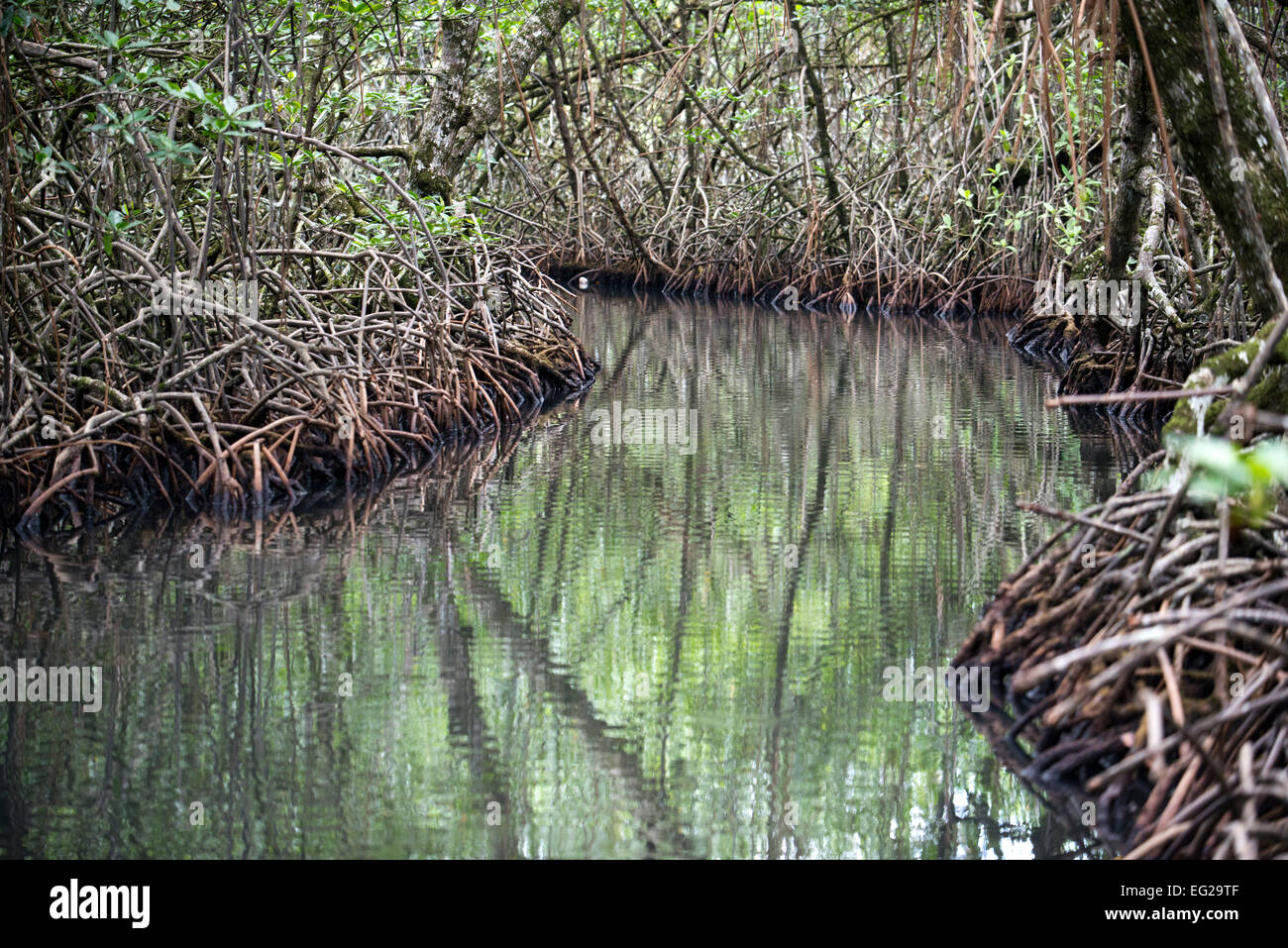 Eingang an der Ngobe Bugle indischen Dorf Salt Creek in der Nähe von Bocas Del Toro Panama-Kanal. Salt Creek (auf Spanisch: Quebrada Stockfoto