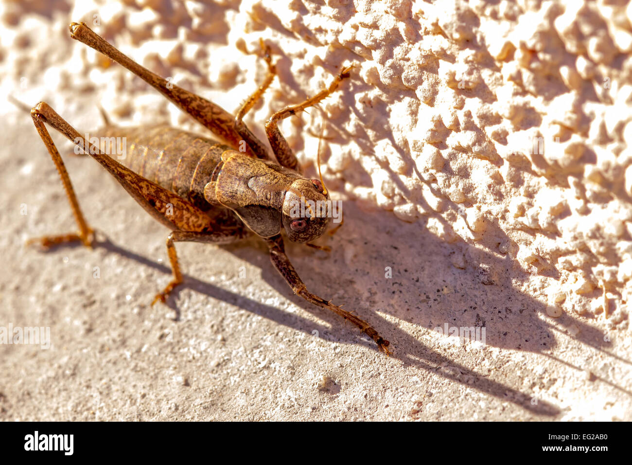 Eine Grille auf einer sonnigen Wand mit schönen Schatten bereit zu springen. Stockfoto