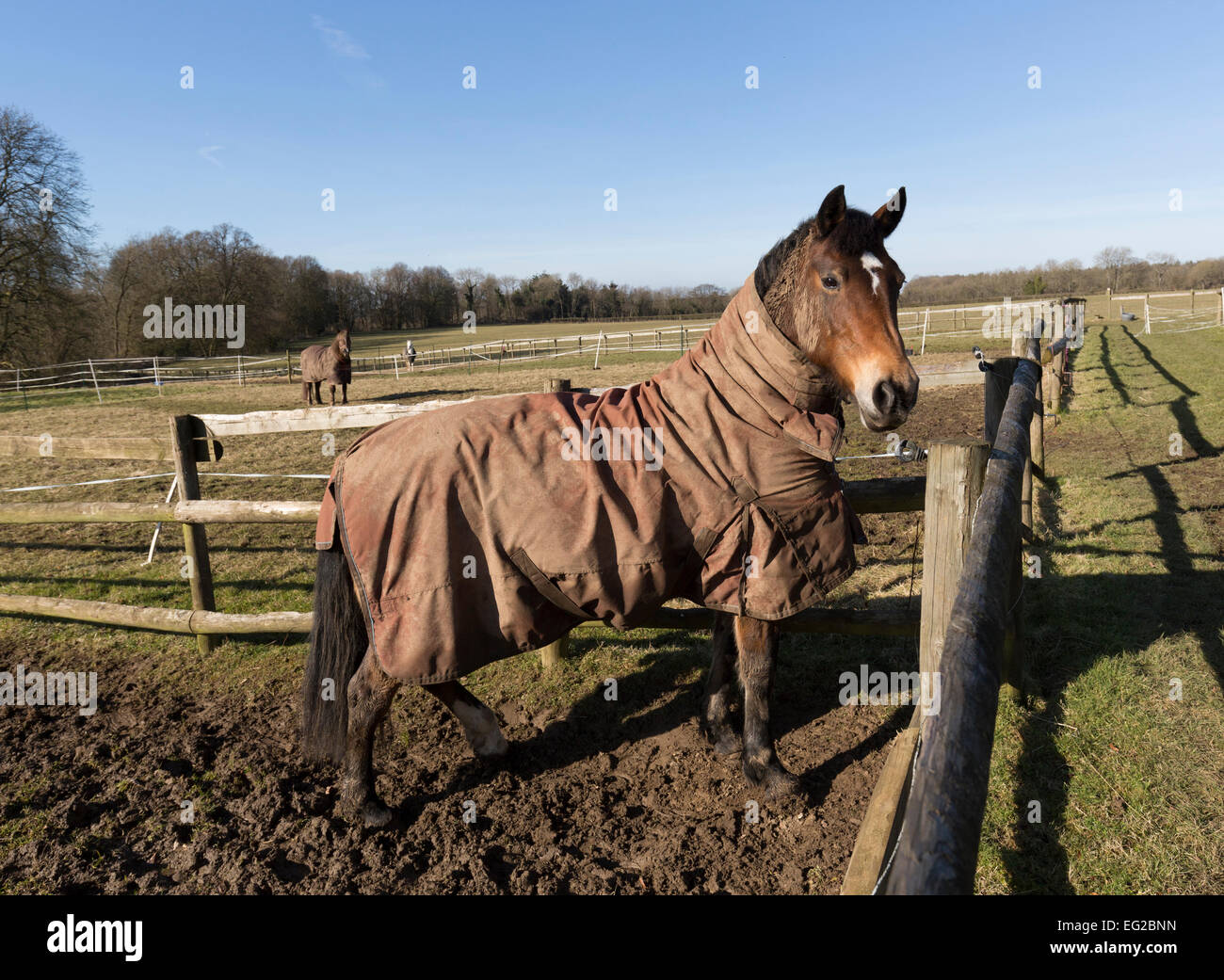 Pferd auf Koppel mit Winter Decke, St. Briavels, Gloucestershire, England, UK Stockfoto