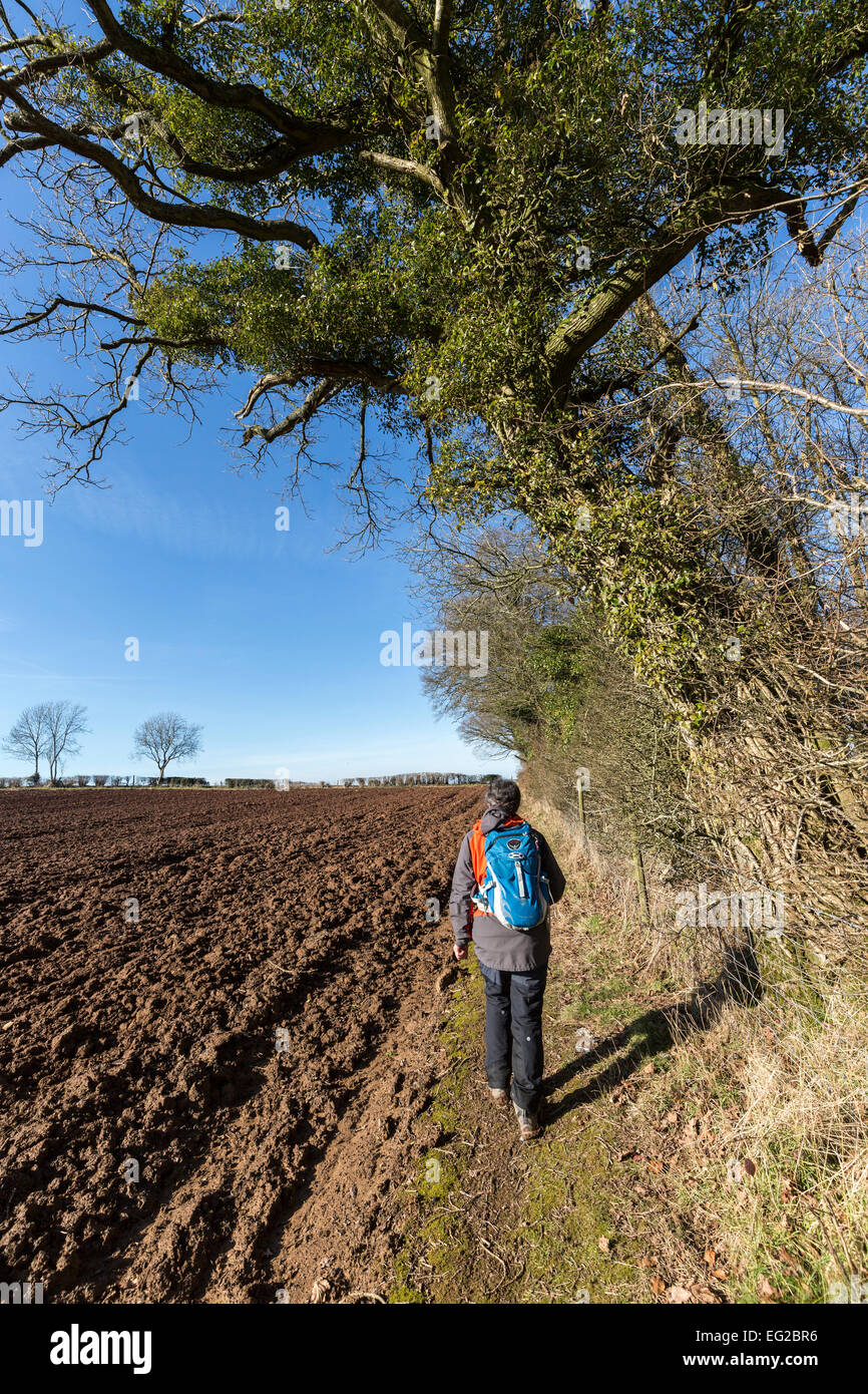 Walker nach Fußweg neben gepflügten Feldrand, St. Briavels, Gloucestershire, England, UK Stockfoto