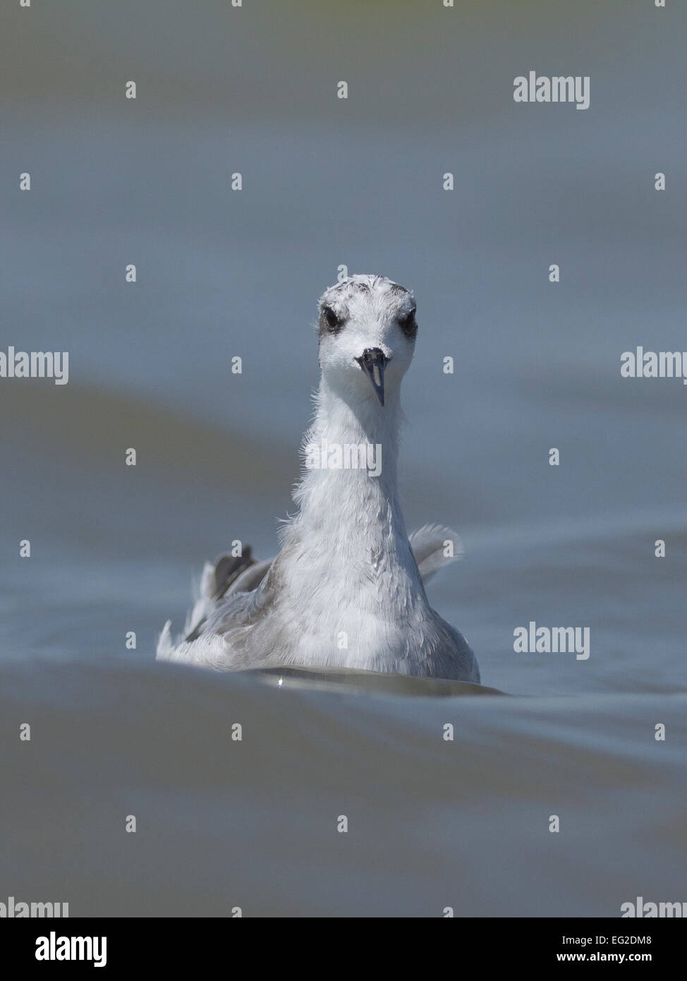 Red-necked Phalarope (Phalaropus Lobatus) Stockfoto