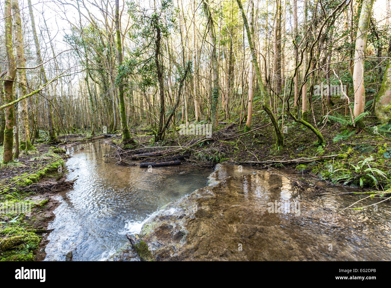 Stream mit Tuffstein Talsperren, Slade unteren Tal, St. Briavels, Gloucestershire, England, UK Stockfoto