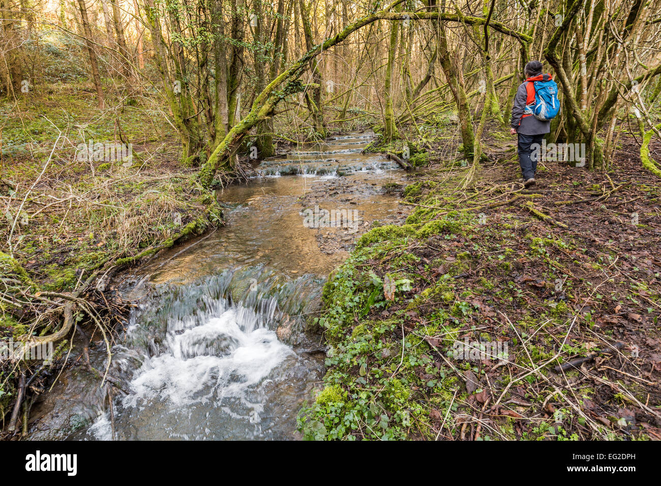 Walker im Wald neben Bach mit Tuffstein Dämme, Slade unten SSSI, St. Briavels, Gloucestershire, England, UK Stockfoto