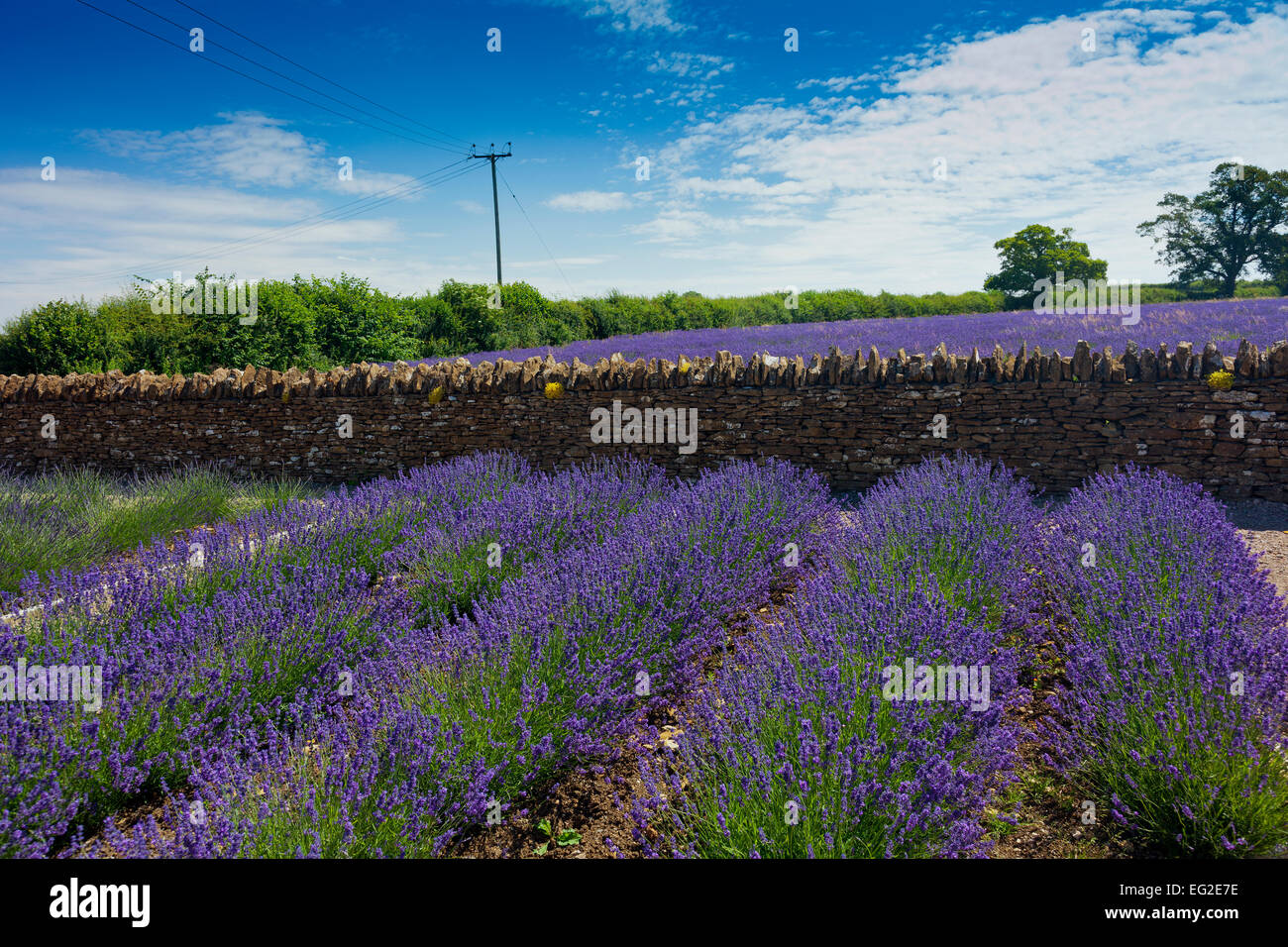 Eine Darstellung von den verschiedenen Sorten von Lavendel verkauft an Somerset Lavender Farm in Faulkland, Somerset, England, UK Stockfoto