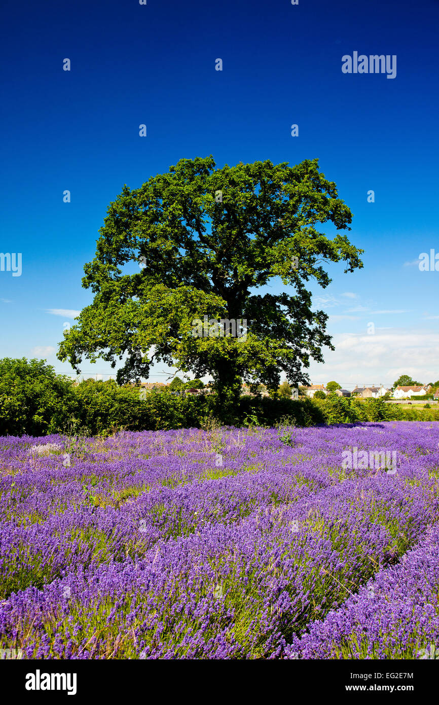 Die wachsende Hauptfelder in Somerset Lavender Farm in Faulkland, Somerset, England, UK Stockfoto
