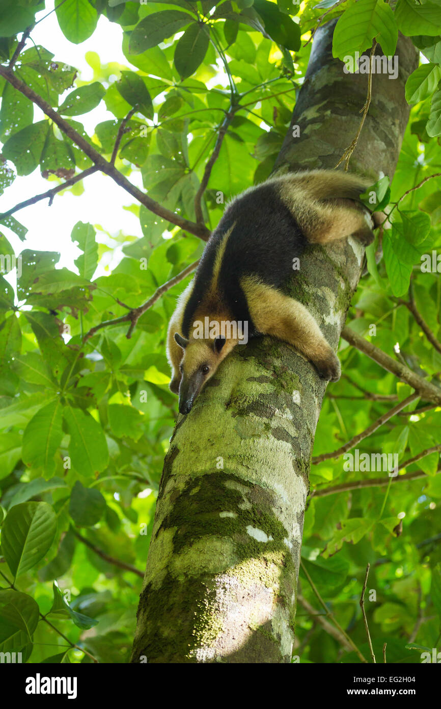 Nördlichen Tamandua (Tamandua Mexicana), Corcovado Nationalpark, Osa