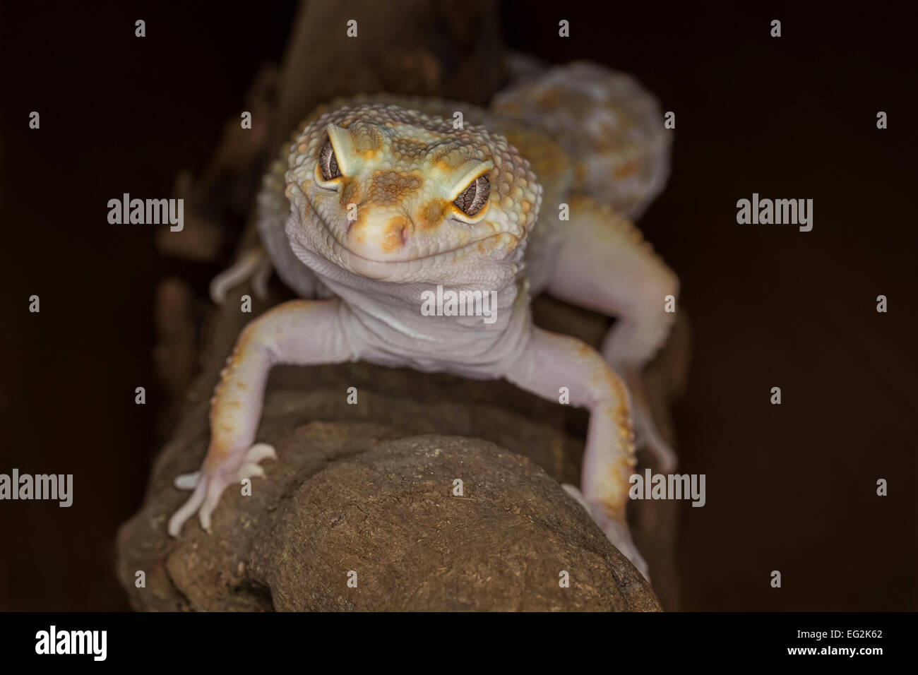 Schließen Porträt einer Gecko vor der Kamera und geradeaus schauen und posieren. Stockfoto