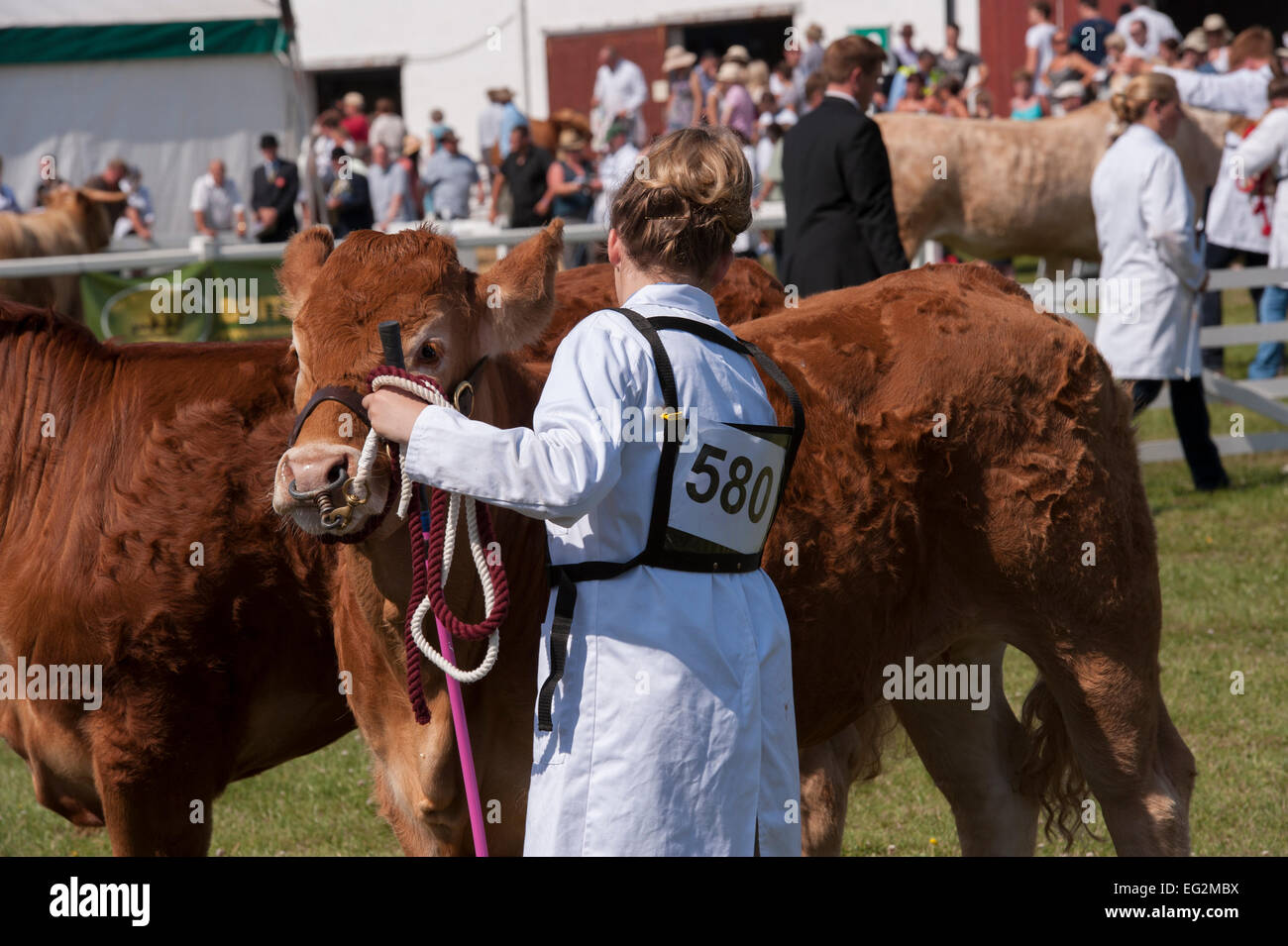 Rinder in einem Wettbewerb stehen mit weiblichen Handler (der Konkurrent Nummer auf weißen Mantel) im show Ring - Die große Yorkshire, England, UK. Stockfoto