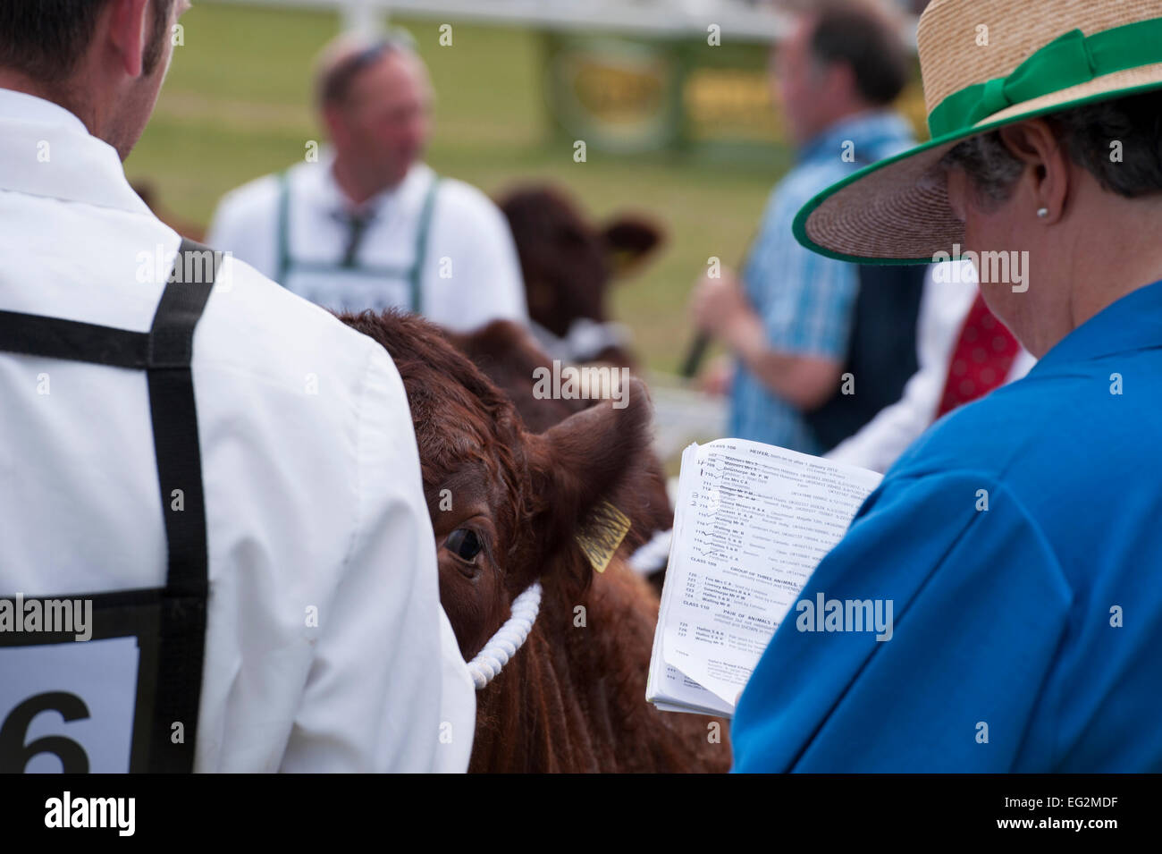 - Aus der Nähe zu einem Saler Kuh über die Schulter einer Frau Richter suchen, wie pedigree Vieh konkurrieren im show Ring - Die große Yorkshire, England, UK. Stockfoto