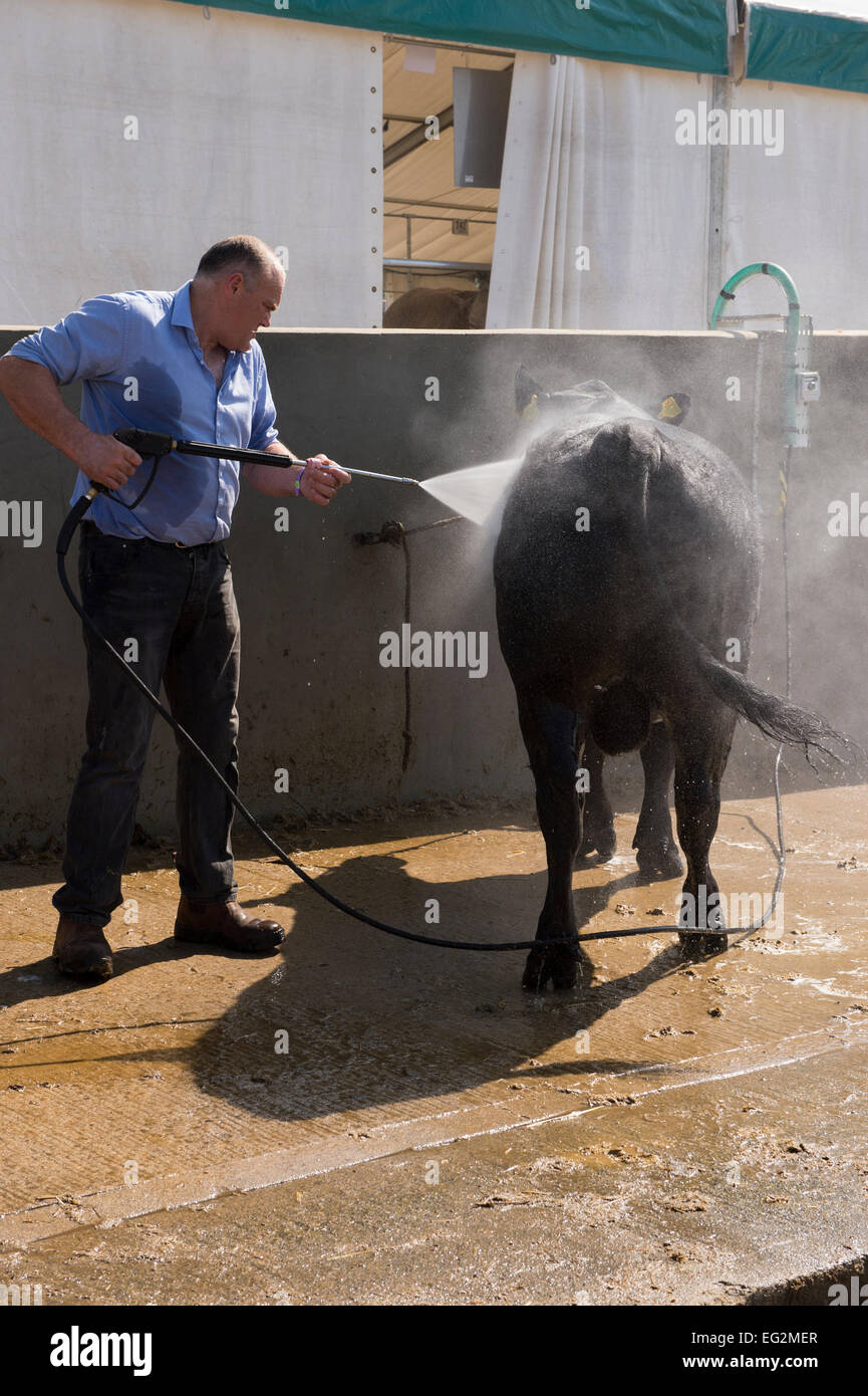 Männlicher Jet-Schlauchbulle aus Angus, der im Viehkraftreiniger steht, reinigt das Waschtier mit Wasserspray - Great Yorkshire Show, Harrogate England, Großbritannien. Stockfoto