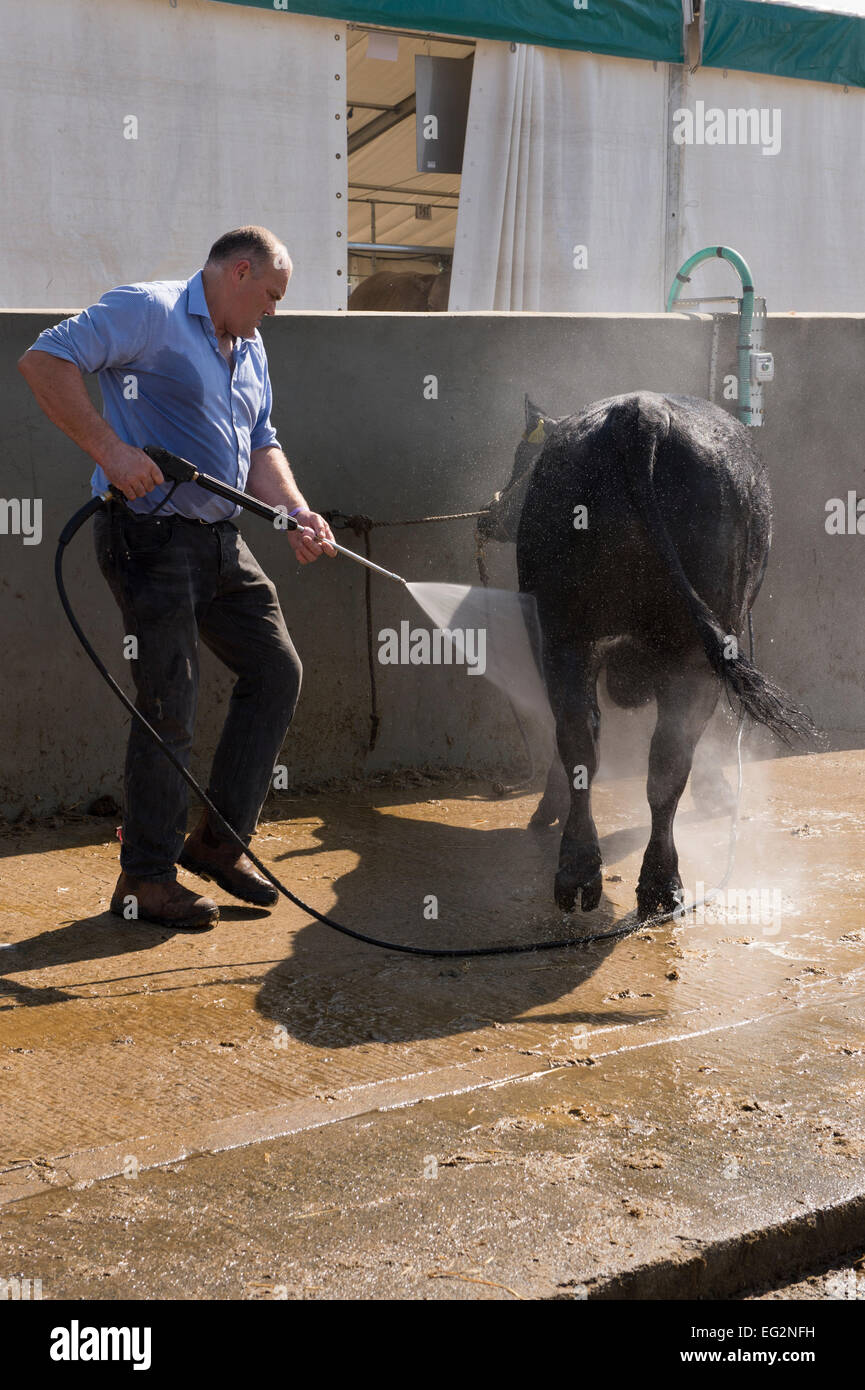 Männlicher Bauer wäscht Schlauch Angus Bulle steht in Rinderwäsche, reinigt Tier mit Power Water Spray - Great Yorkshire Show, Harrogate, England, Großbritannien. Stockfoto
