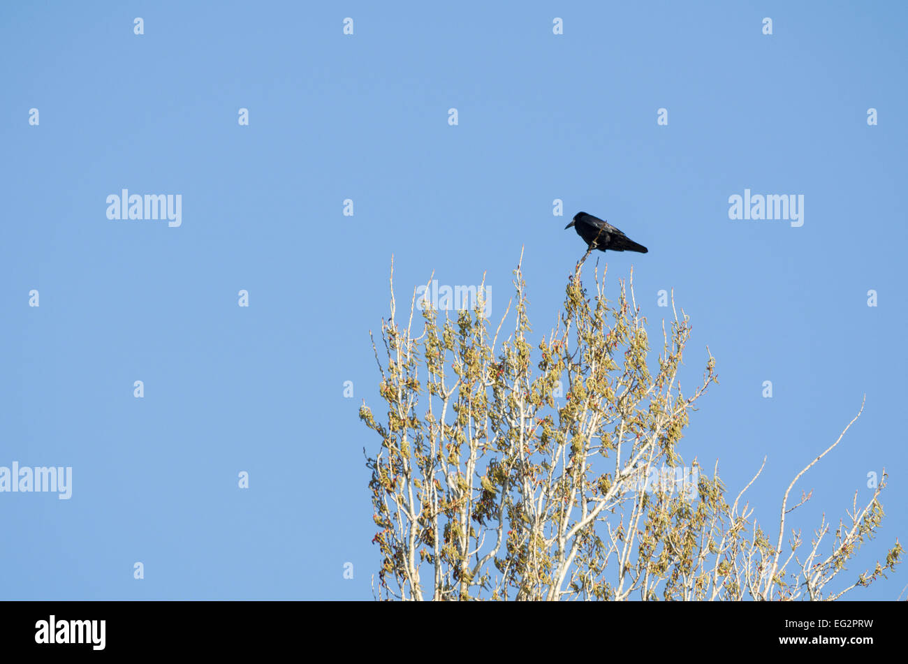 AAS-Krähe auf der Spitze des Baumes Stockfoto