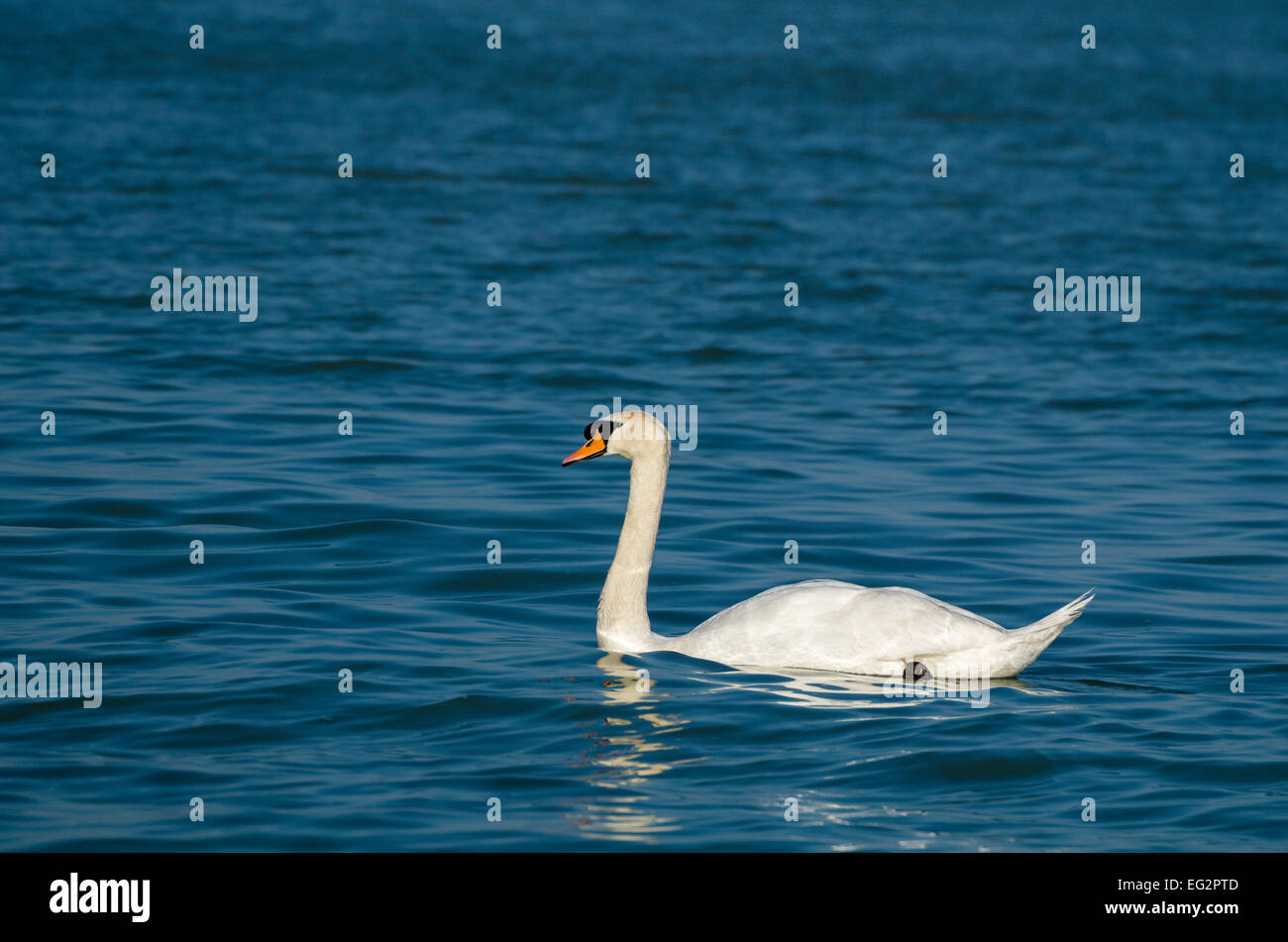 Höckerschwan schwimmen auf dem dunklen blau wellig See Stockfoto