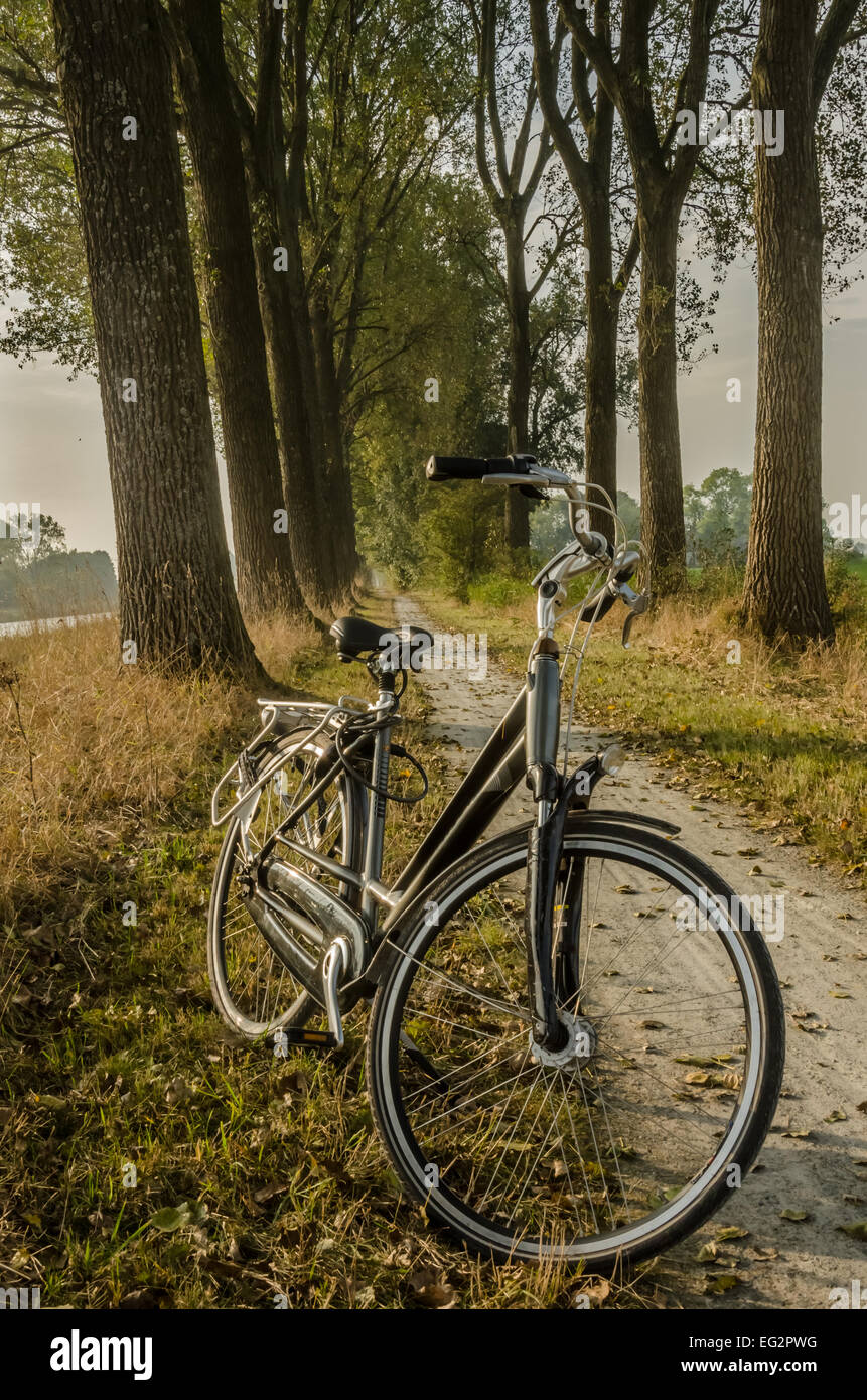 Ein Fahrrad sitzt vor einem baumbestandenen Feldweg Stockfoto