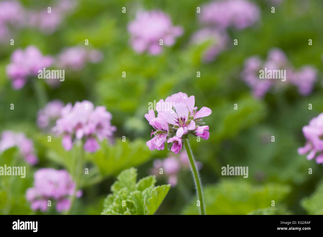 Duftende Blatt Pelargonien Blumen. Stockfoto