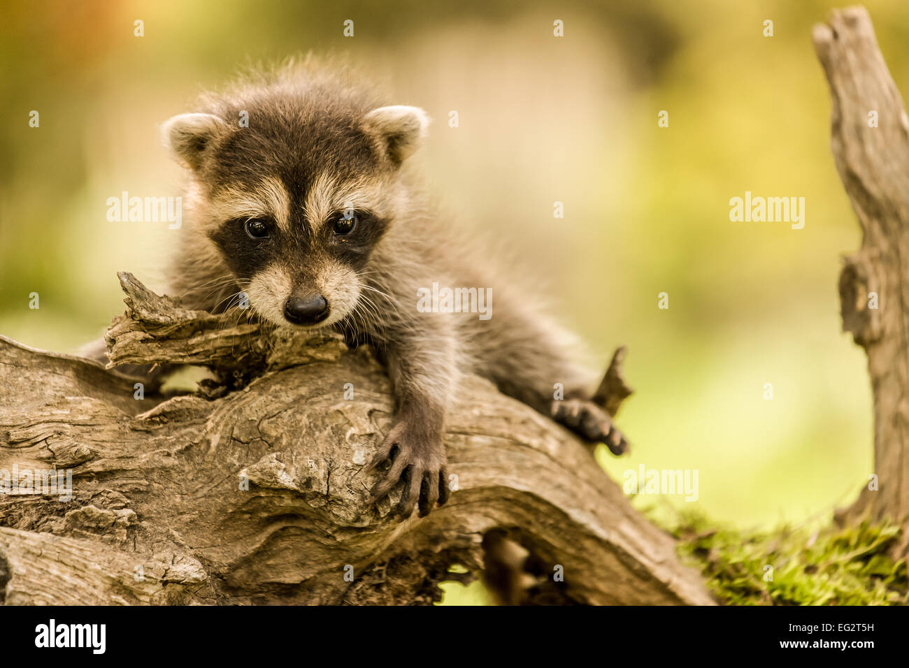 Baby Waschbär Klettern auf einem toten Baum in einer ziemlich prekären Lage, in der Nähe von Bozeman, Montana, USA. Stockfoto