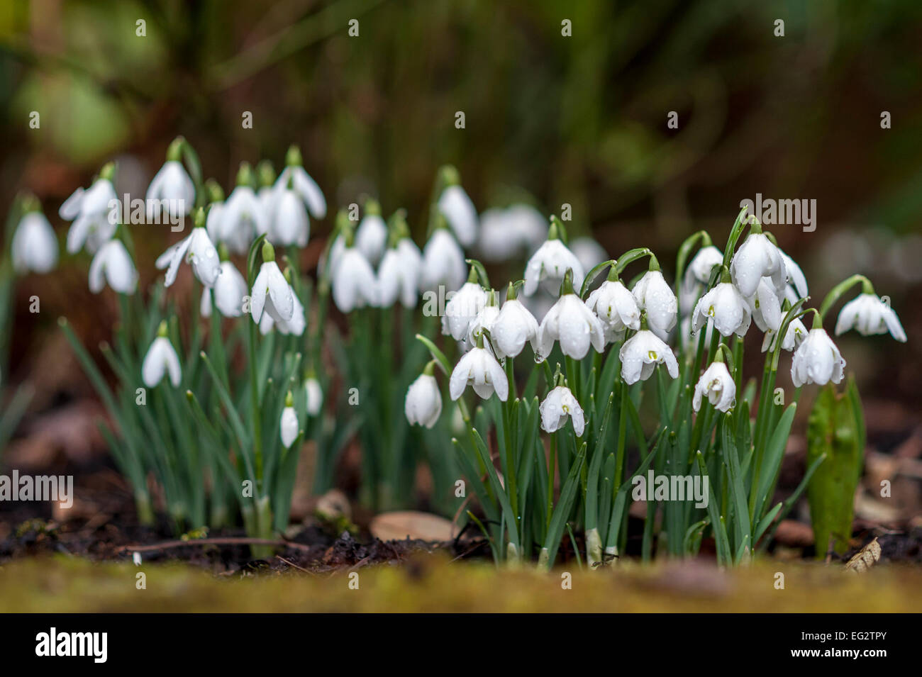 Hill Gardens, Hampstead, London, UK, 14. Februar 2015. Die Ankunft von Schneeglöckchen ist ein Zeichen dafür, dass Frühling gleich um die Ecke.   Bildnachweis: Stephen Chung/Alamy Live-Nachrichten Stockfoto