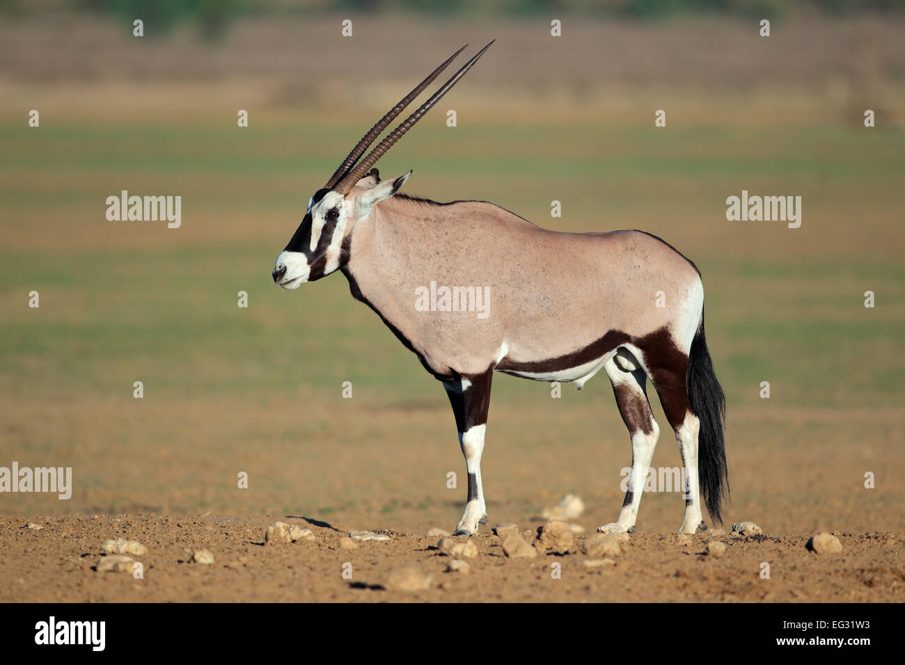 Oryx-Antilopen (Oryx Gazella), Kalahari-Wüste, Südafrika Stockfoto