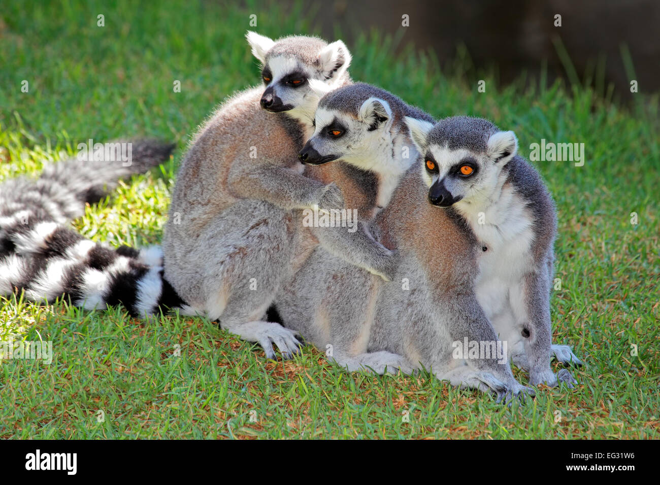 Eine Familie der Kattas (Lemur Catta) Madagaskar Stockfoto