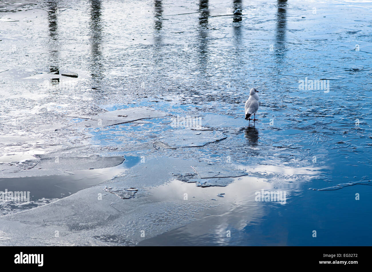 Vogel steht auf Eis auf teilweise zugefrorenen See, blauer Himmel, weiße Wolken und Steg Holzpfosten spiegelt sich in ruhigem Wasser, Derwentwater Stockfoto