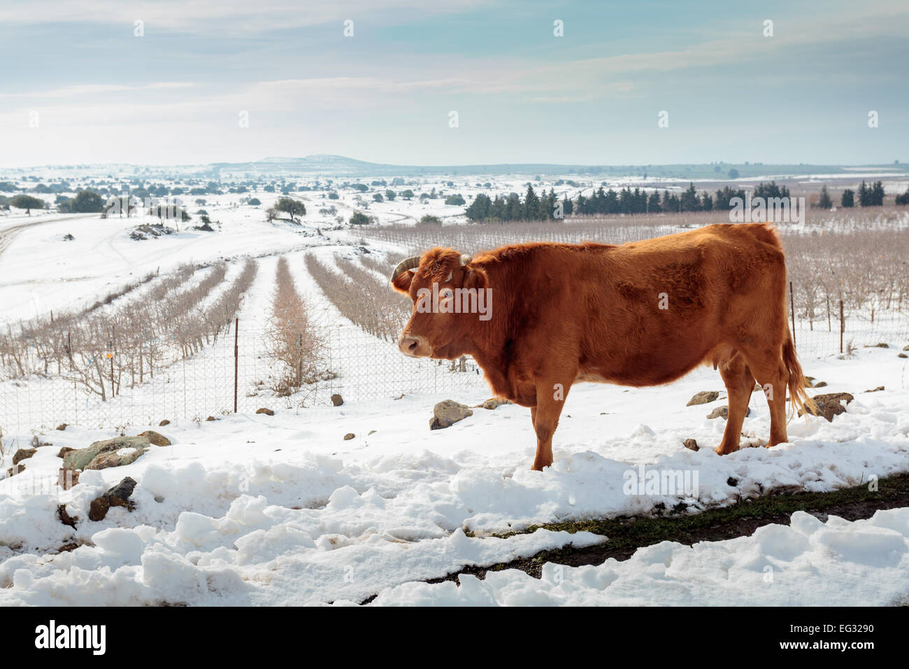Kühe in der Schneelandschaft. Fotografiert in den Golanhöhen, Israel Stockfoto