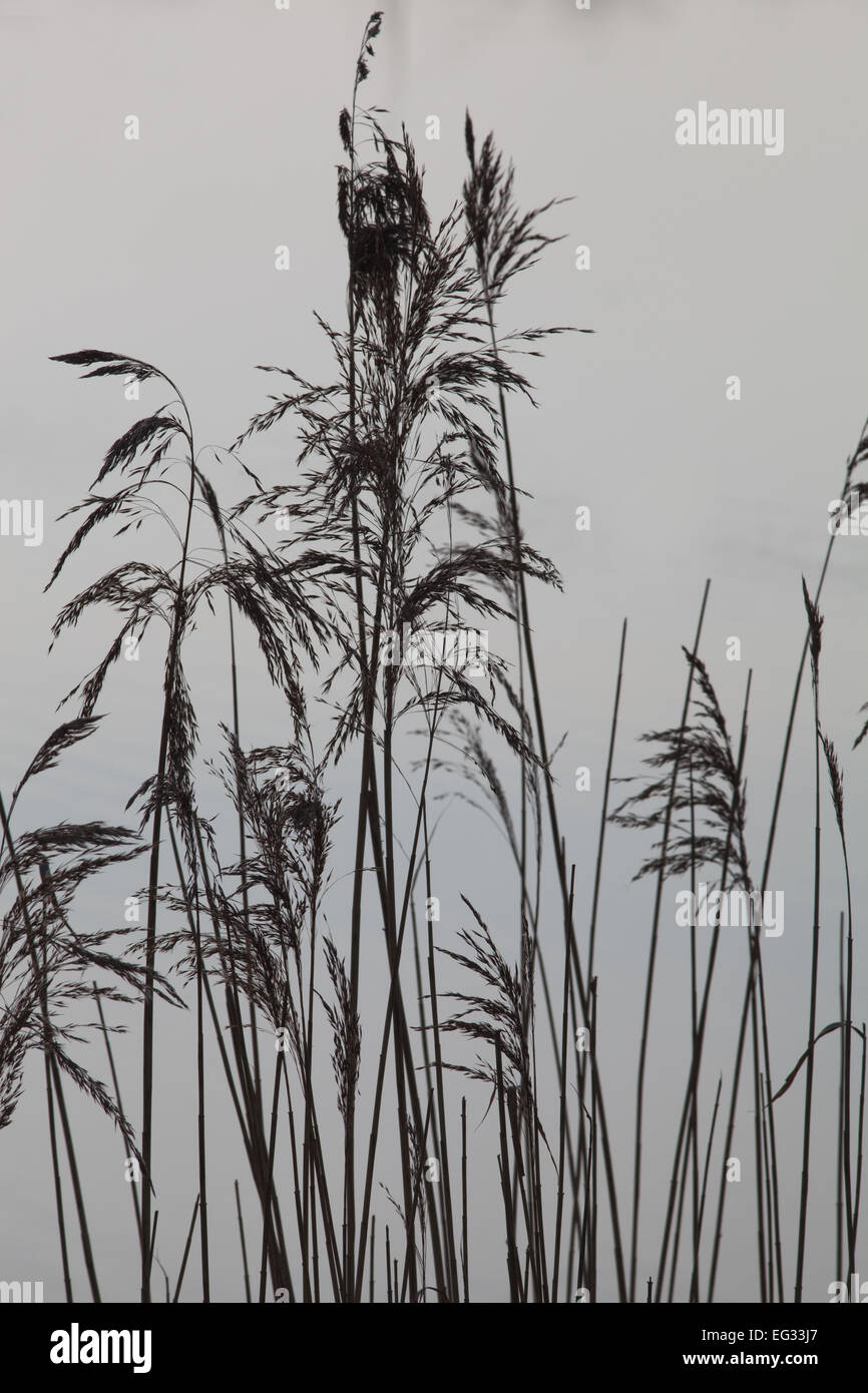 Norfolk Schilfrohr (Phragmites Australis). Samenkorn-Köpfe oder Rispen Stockfoto