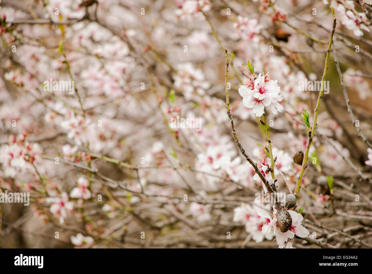 Zweig der Marcona Mandeln Blume. Beginn der Frühjahrssaison. Saisonale Konzept Stockfoto