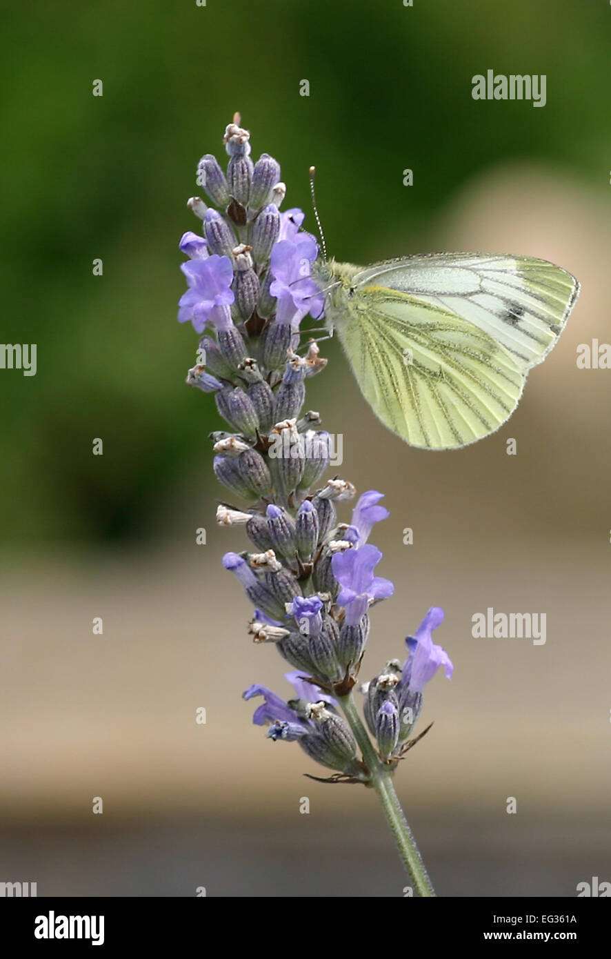 Kohl weißen Schmetterling auf Lavendel Stockfoto