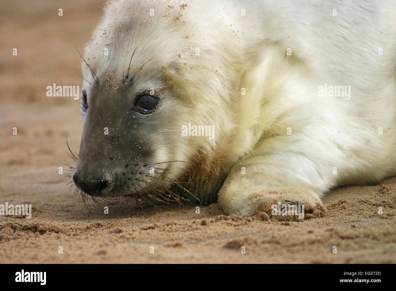 Seal Pup am Strand im Sand kratzen Stockfoto