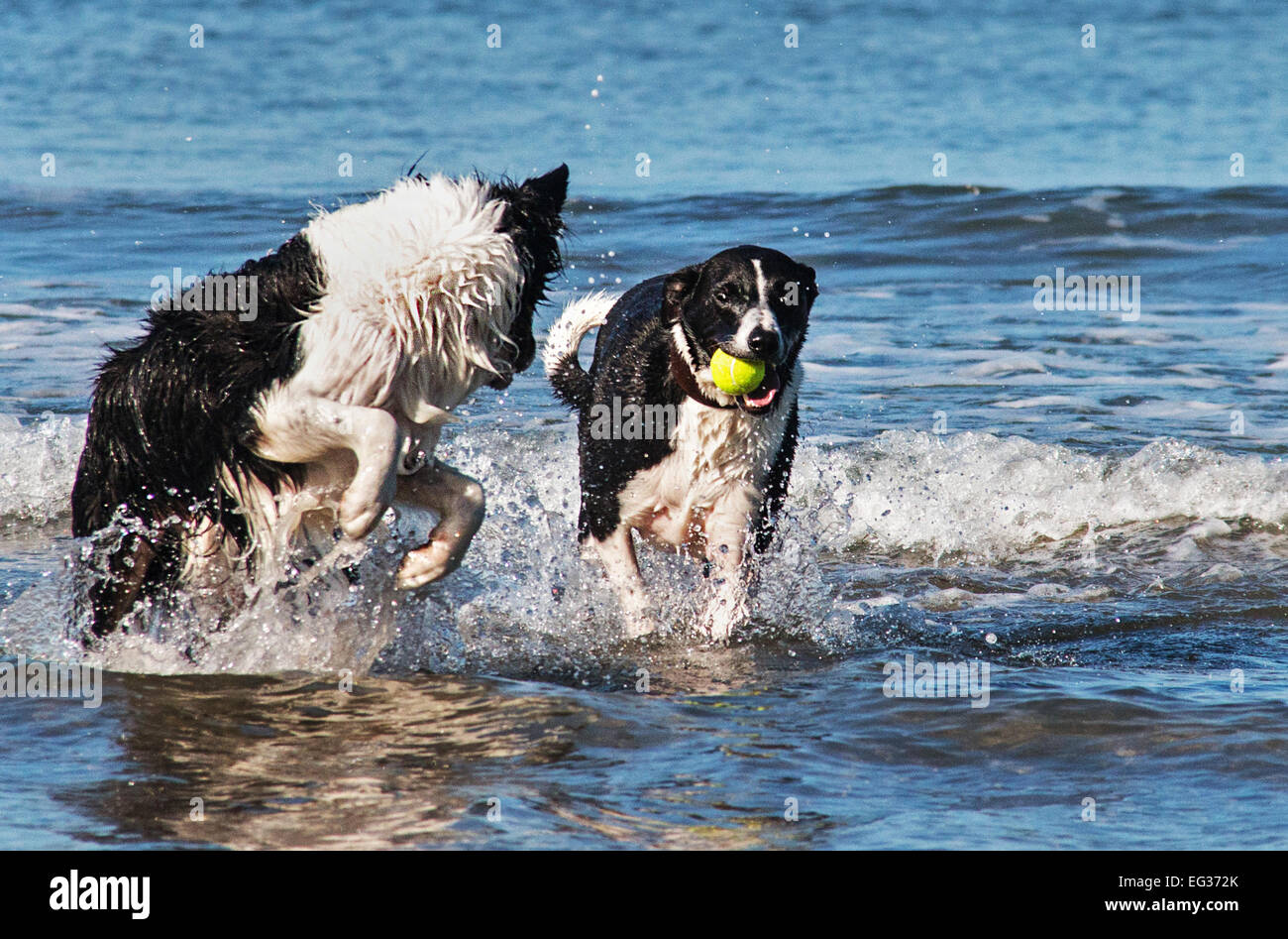 Das ist mein Ball! Zwei Hunde kämpfen um einen Ball im Meer Stockfoto