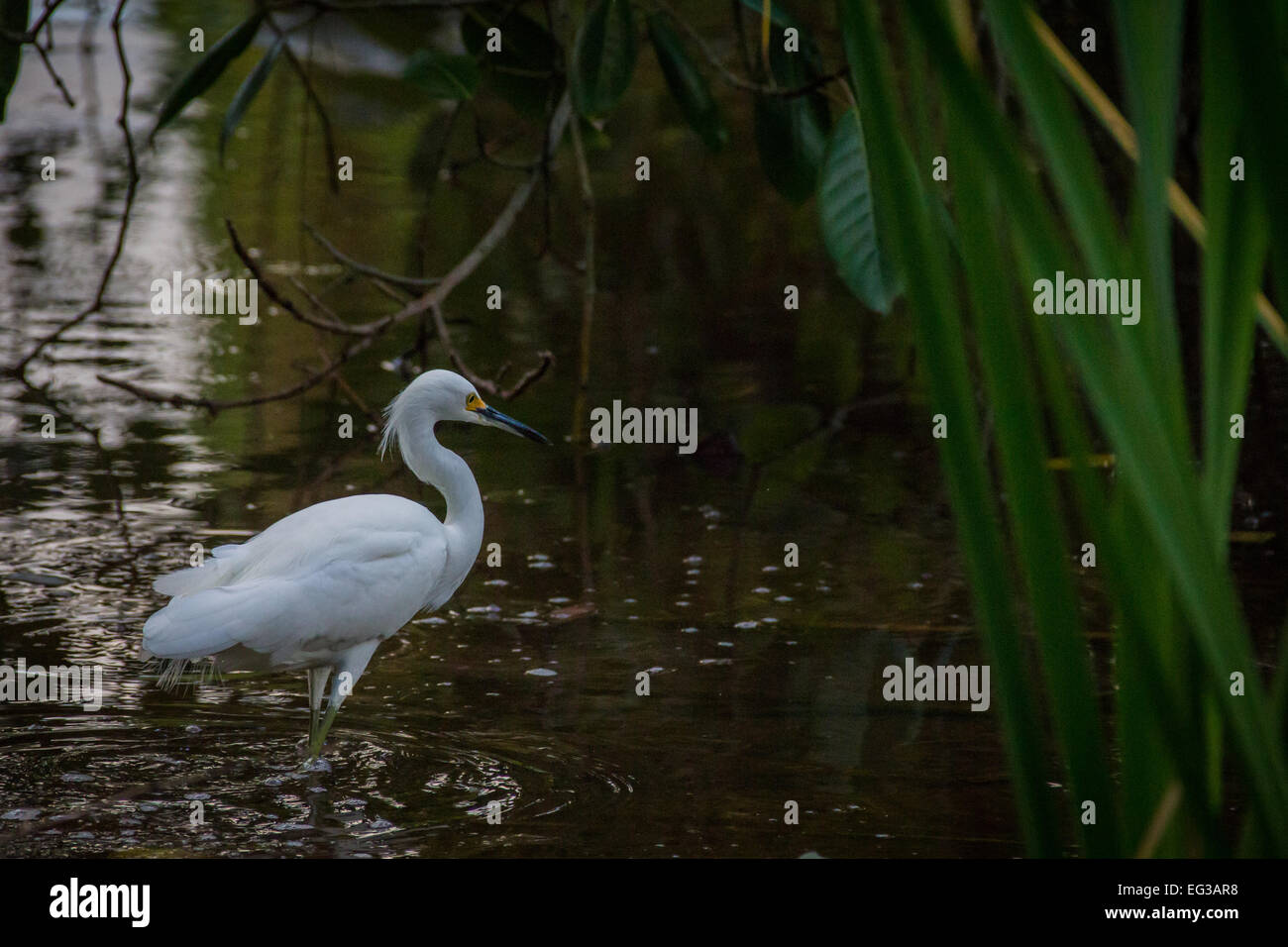 Eine kleine Kuhreiher watet ruhig auf der Suche nach Nahrung. Stockfoto