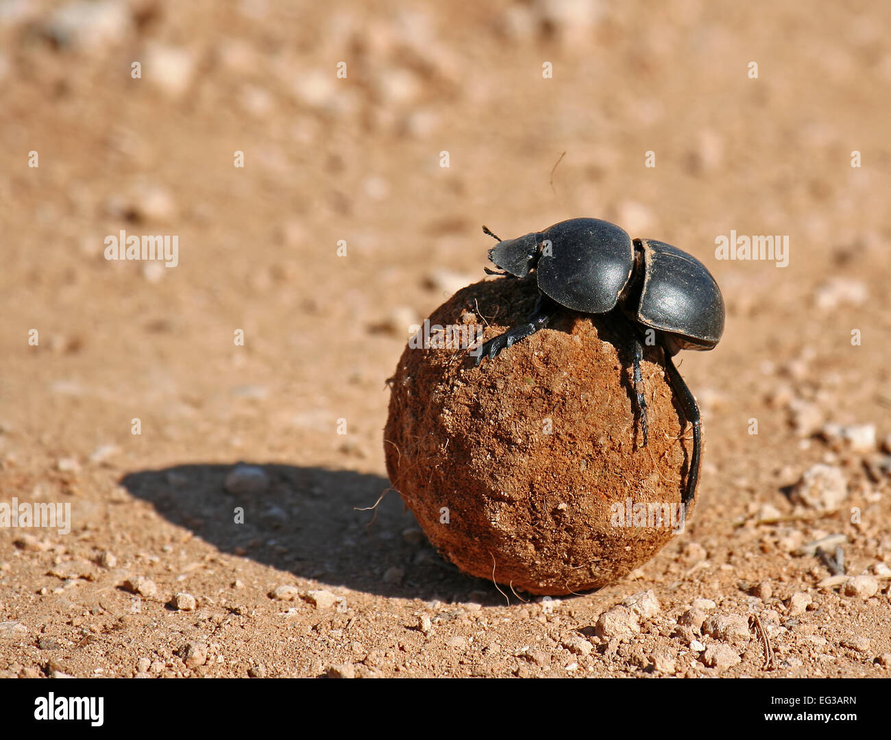 Mistkäfer, Südafrika, Scarabaeus sacer Stockfoto