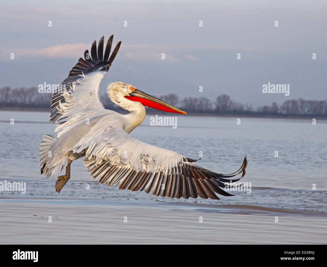 Krauskopfpelikan im Flug über den See Stockfoto