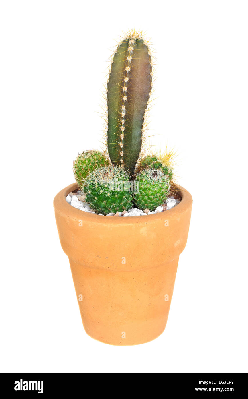 Kaktus auf isolierte Hintergrund (Cereus Hexagonus Mühle) Stockfoto