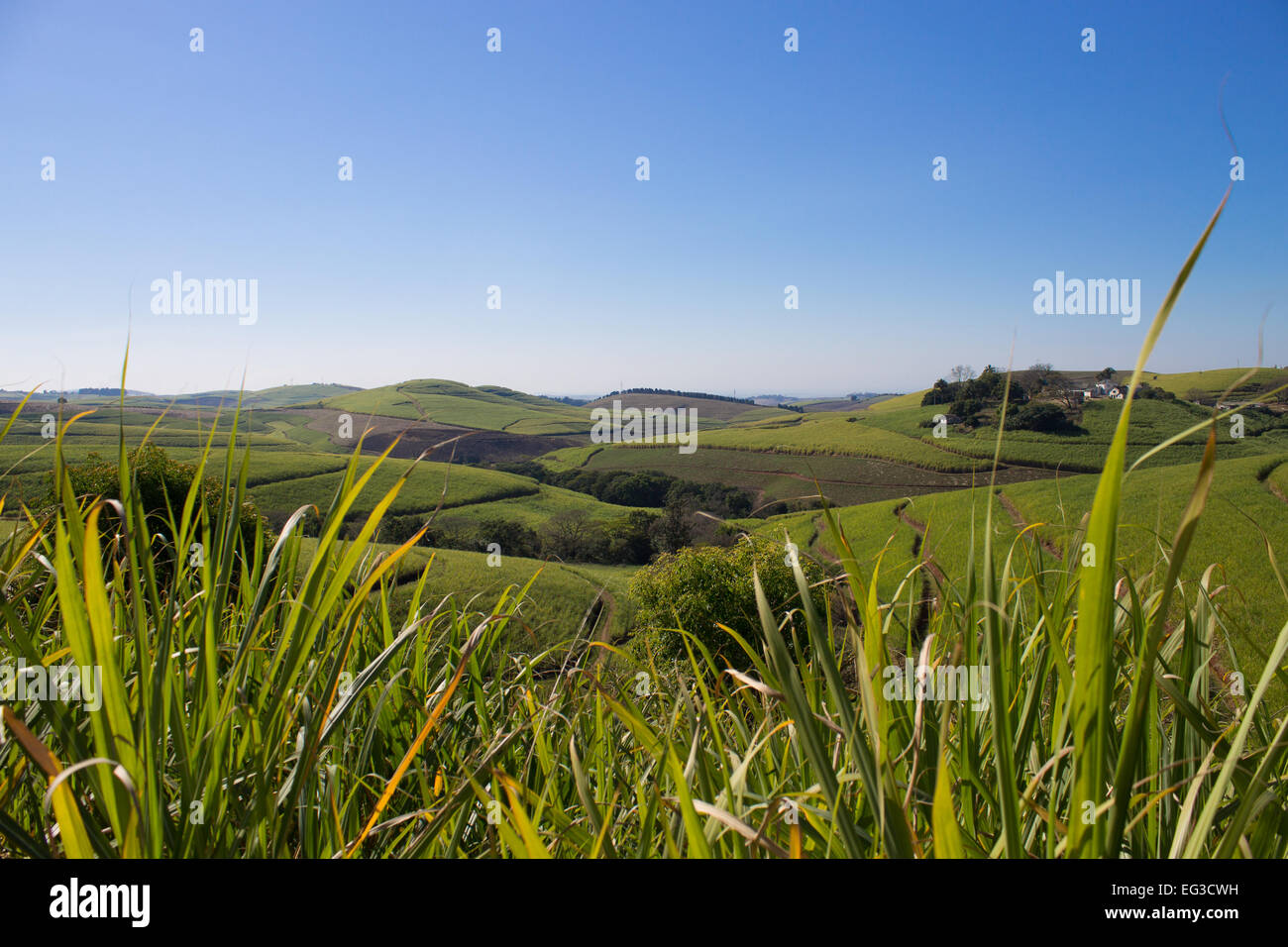 Grass und Hügel Stockfoto