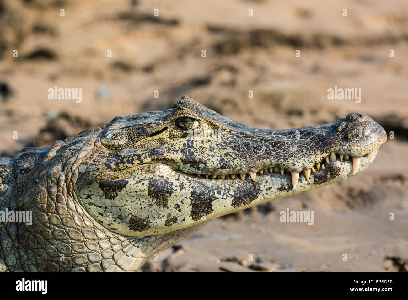 Profil des Kopfes ein Lächeln auf den Lippen Yacare Caiman, Caiman Crocodilus Yacare, Pantanal, Mato Grosso, Brasilien, Südamerika Stockfoto
