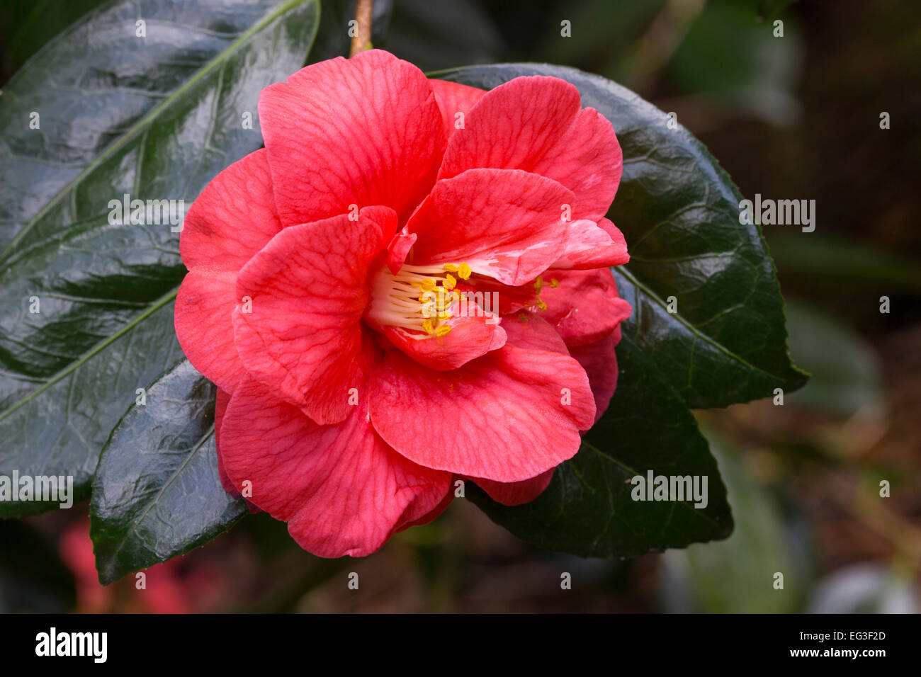 Einzelne Blume rot, halb Doppel Camellia japonica "Ace of Hearts" Stockfoto