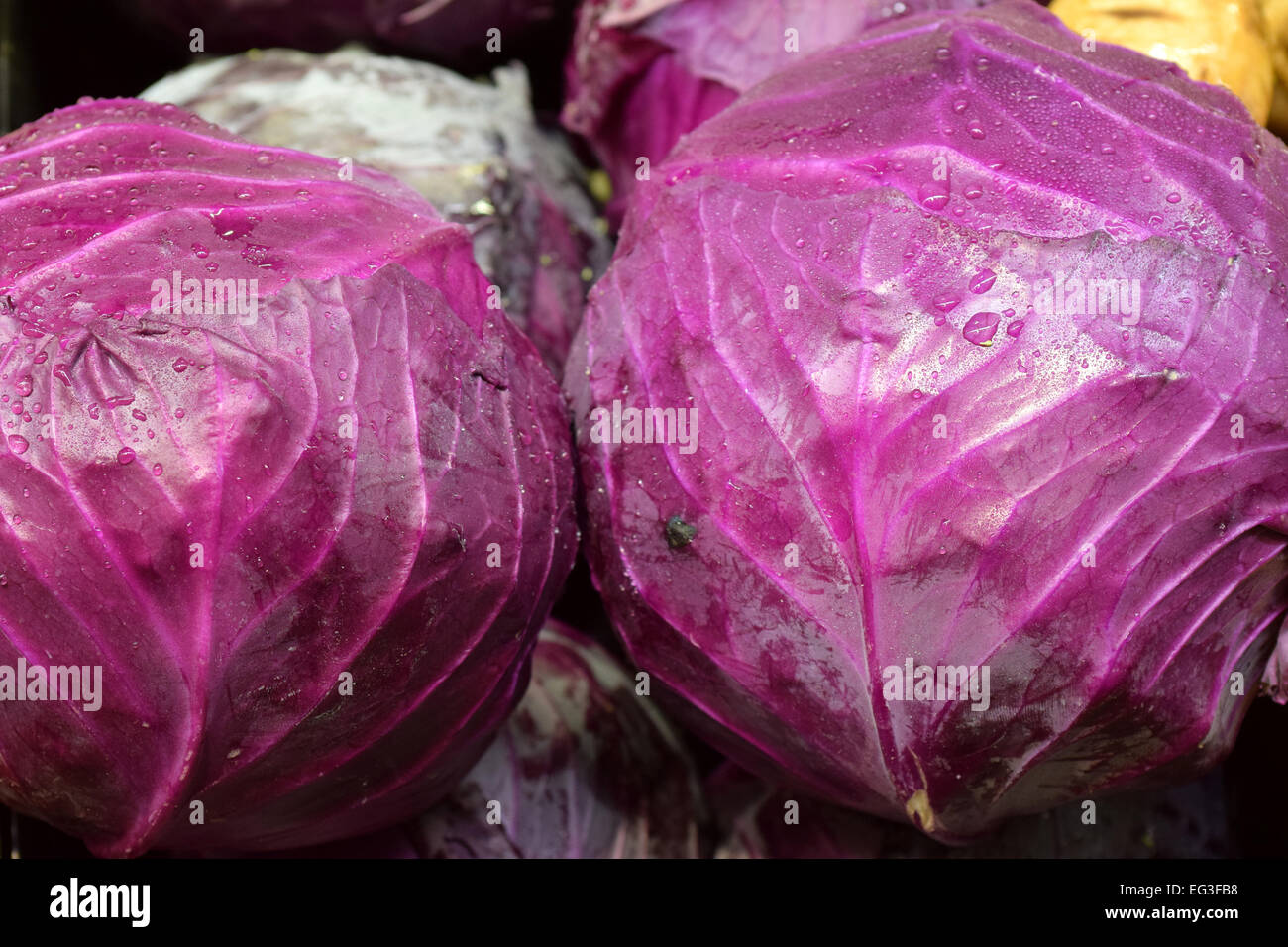 Ein paar nasse Rotkohl zum Verkauf bereit Stockfoto