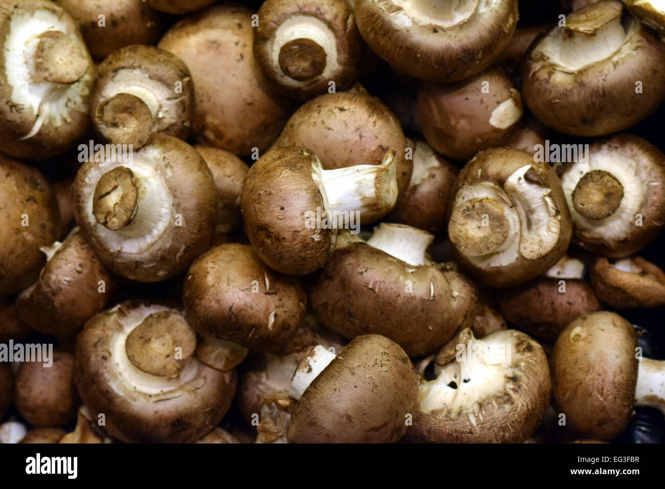 Schöne Crimini Pilze sind für den Verkauf präsentiert. Stockfoto