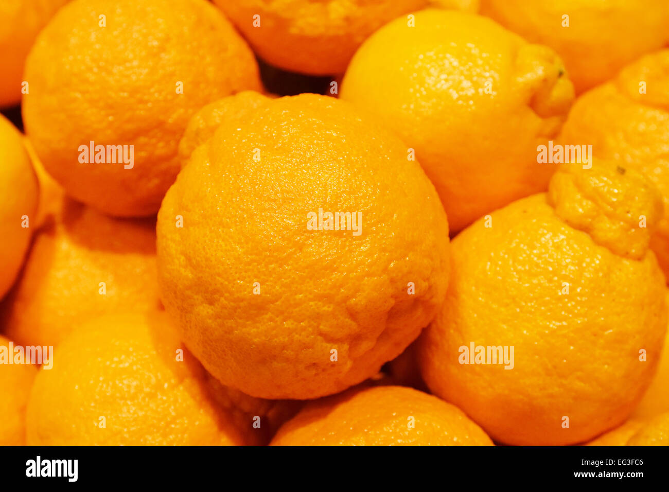 Schmackhafte Tangelos, herrliche gelbe Hybrid Früchte, comestible Stockfoto