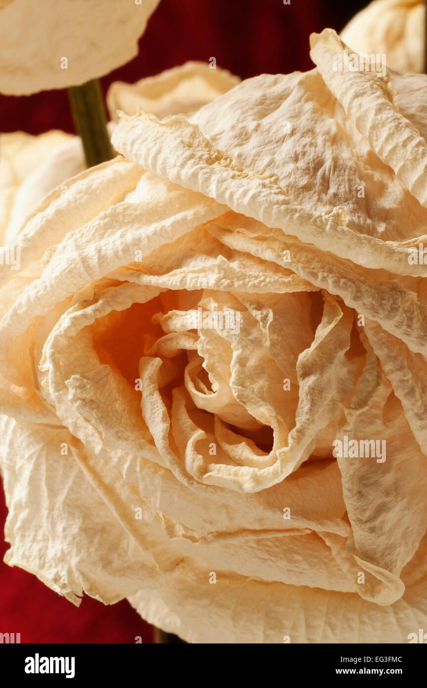 Eine sterbende weiße rose Stockfoto