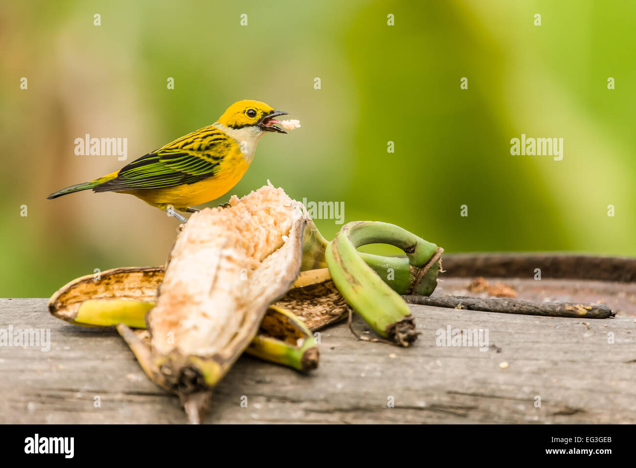 Silber-throated Tanager (Tangara Icterocephala) Essen eine Banane, gefunden im Nationalpark Arenal, Costa Rica Stockfoto