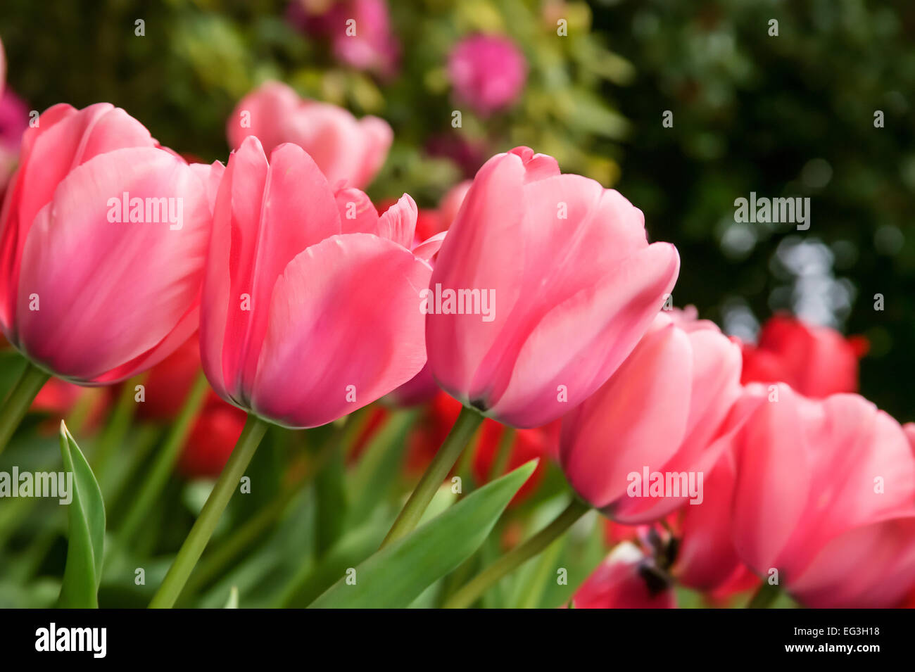 Unterseite des rosa Eindruck Tulpen am Roozengaarde in Mount Vernon, Washington, USA Stockfoto