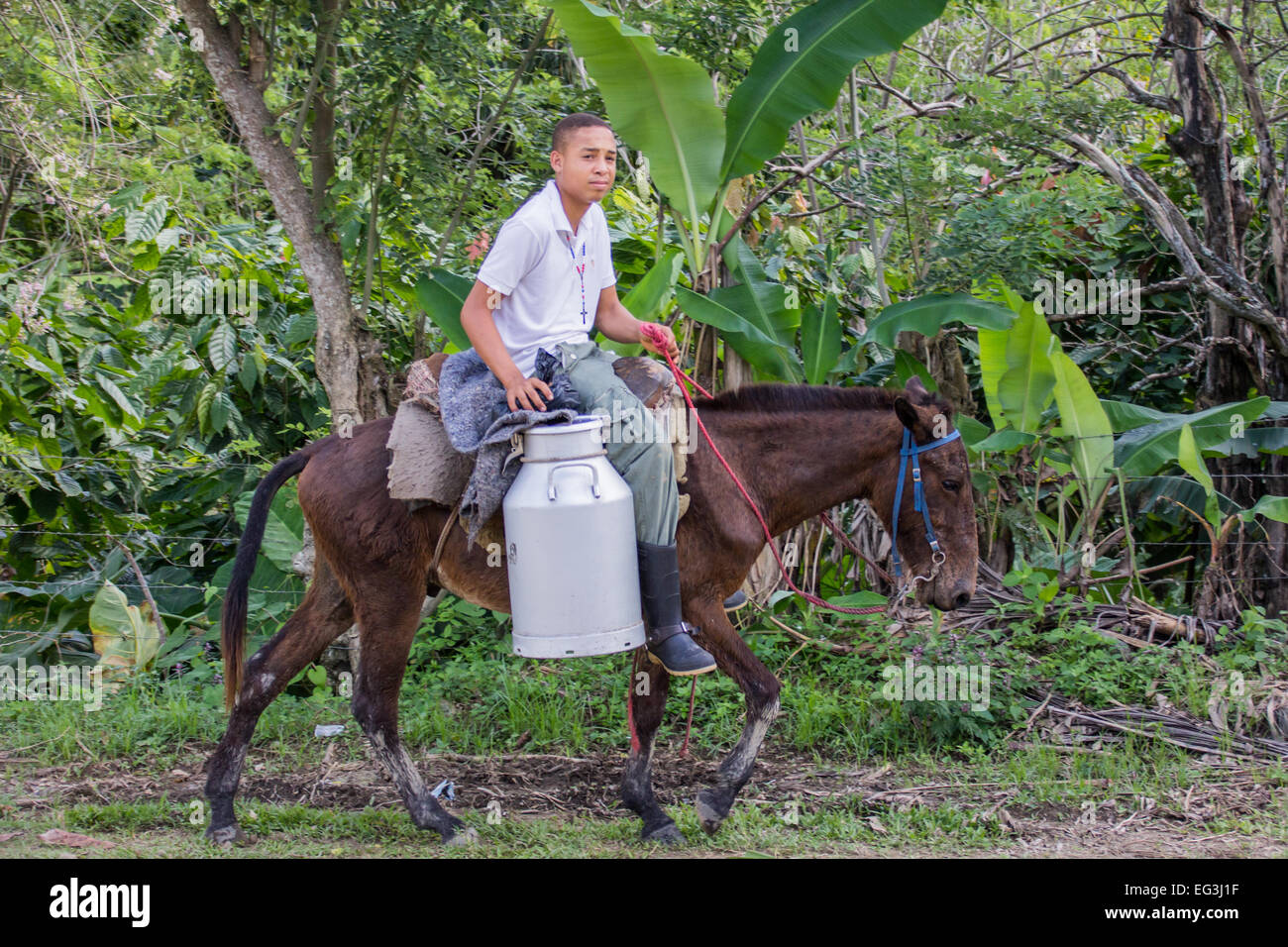 Ein junger Mann schleppt Milch auf ein kleines Maultier in der Dominikanischen Republik. Stockfoto