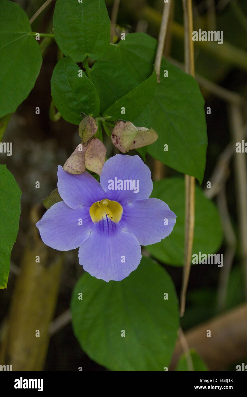 Eine schöne purpurrote Blume wächst auf einem Weinstock auf einem Hof in der Dominikanischen Republik. Stockfoto