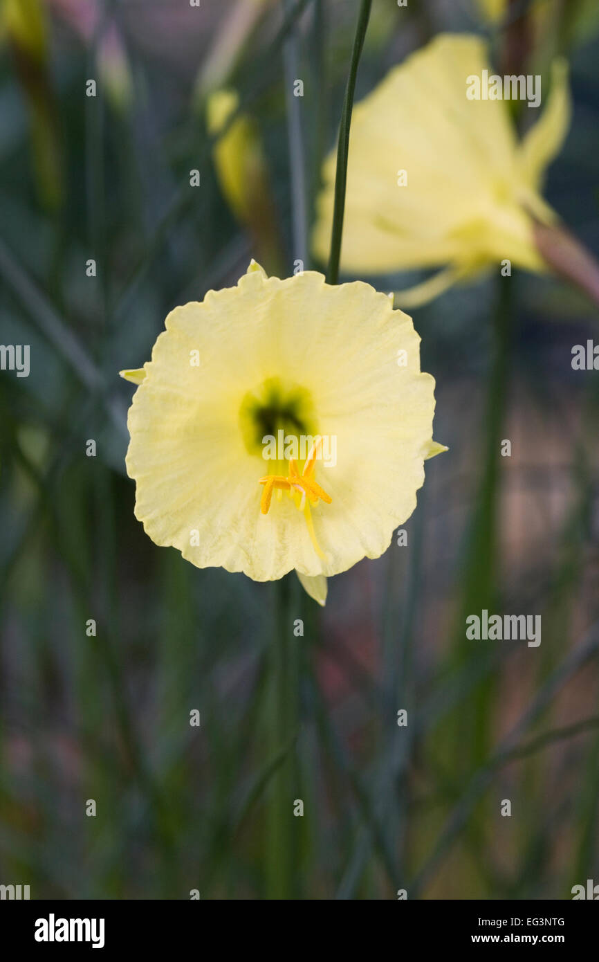 Narcissus Cantabricus Subspecies Cantabricus var. Kesticus. Stockfoto