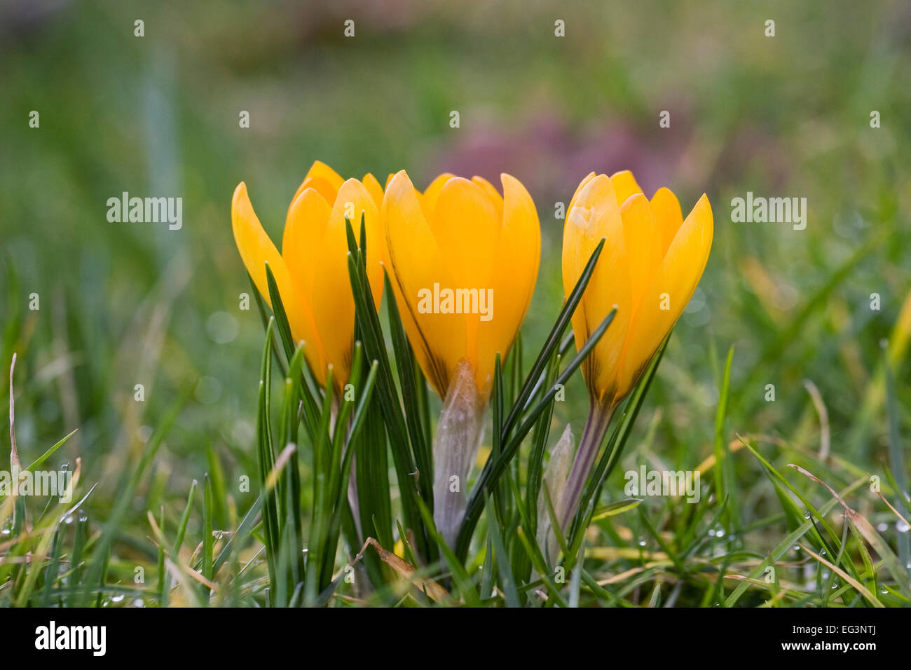 Gelbe Feder Krokusse im Garten wächst. Stockfoto