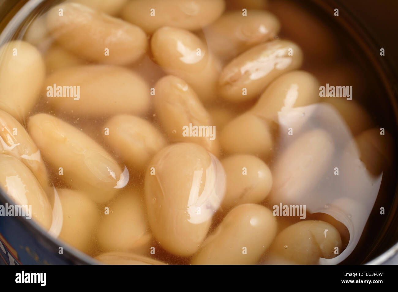 weißen Kidney-Bohnen, manchmal genannt Cannellini oder Pinto-Bohnen aus der Dose Stockfoto