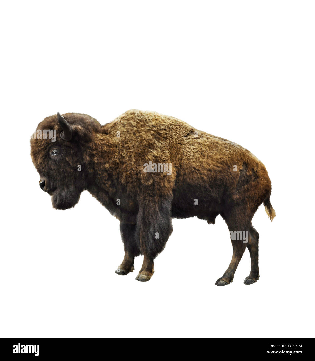 Amerikanische Bisons, Isolated On White Background Stockfoto
