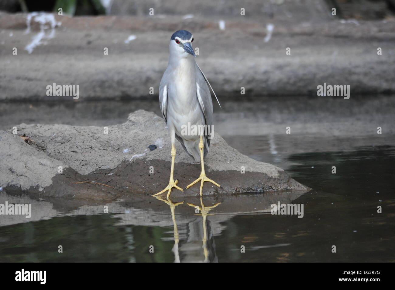 Gelbe wattled Kiebitz Stockfoto